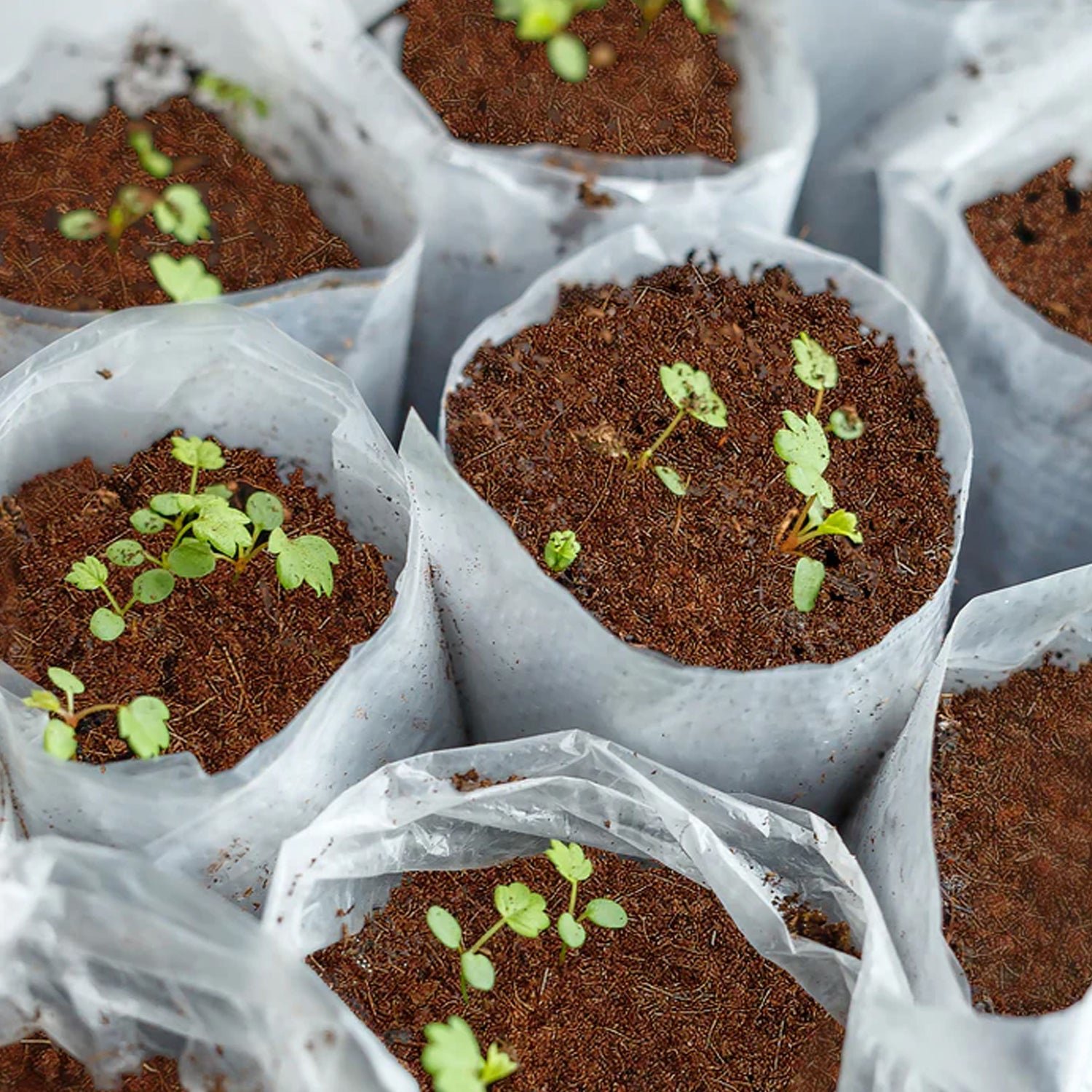 Cocopeat Block Organic Fertilizer & Potting Mixture for Home Gardening (1 KG)