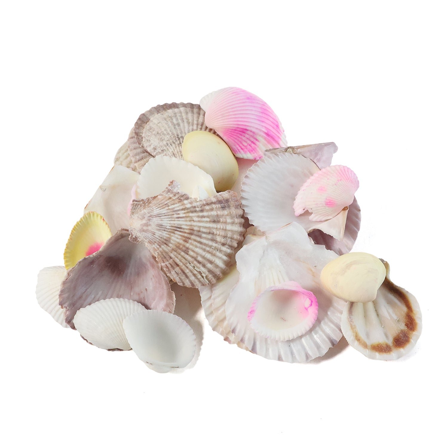 Natural Decorative Sea Shells Set (1 Set)